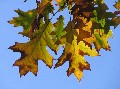 Barvy podzimu 05c