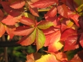 Barvy podzimu 07a