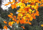 064  Barvy podzimu
