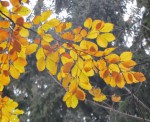074  Barvy podzimu