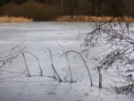 101  Zamrzlé stromy