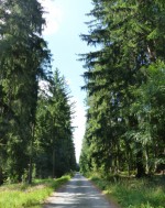 25  Cestou Vortovským lesem