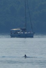 27  Plachetnice a delfín