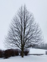 65  Strom u kláštera