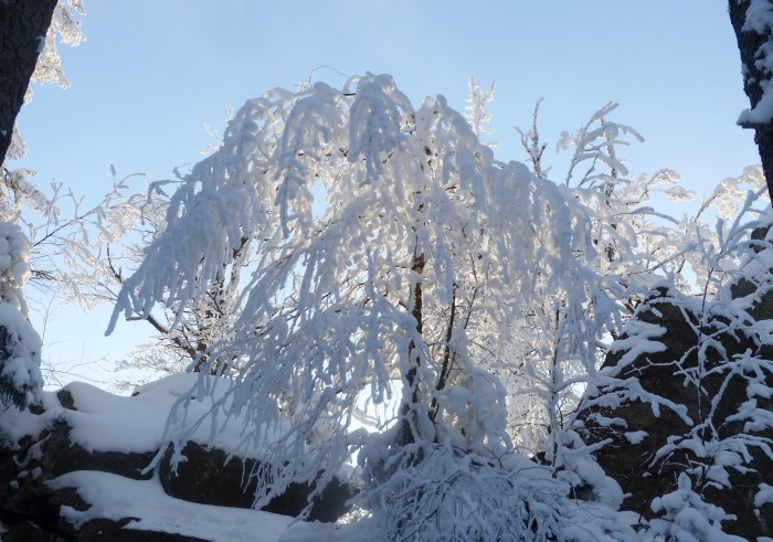 57  Bílý strom