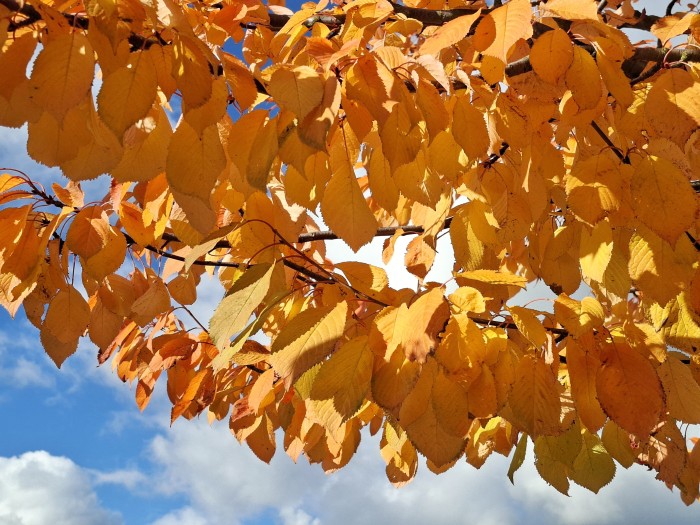 21  Listy u hřbitova