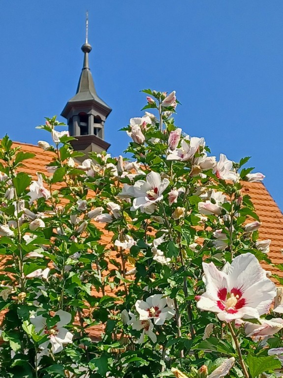 23  Květy