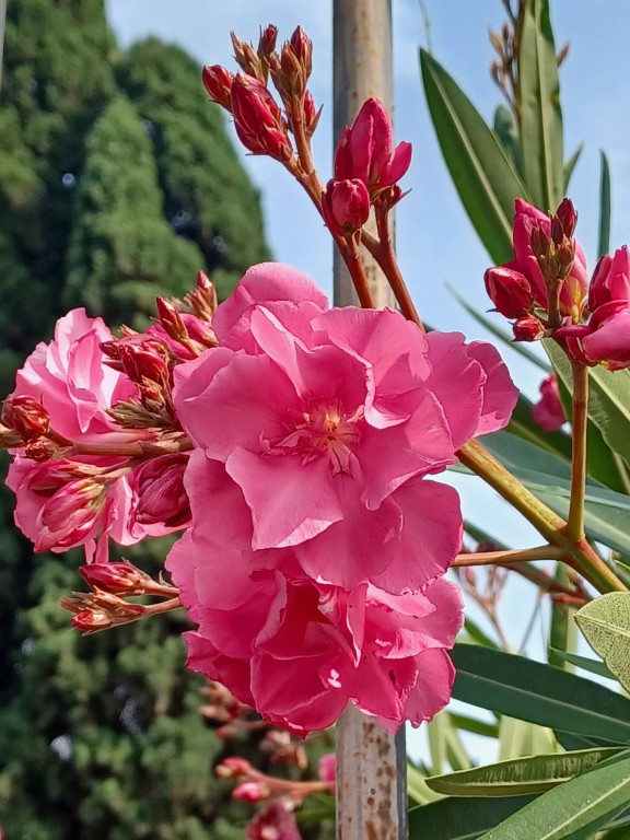 39  