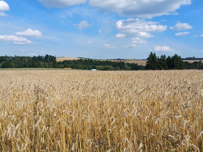 50  Pohled ke mlýnu