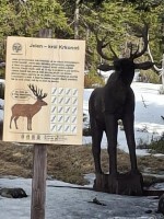 51  Dřevěná socha jelena