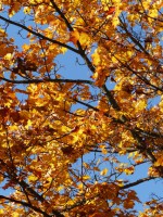 65  Barvy podzimu