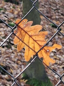 Podzim, 8. listopadu 2025