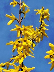 Květy jara, HK 24. března 2026