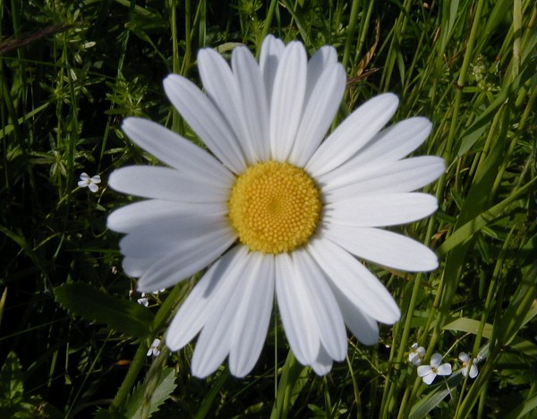 08  Květ 