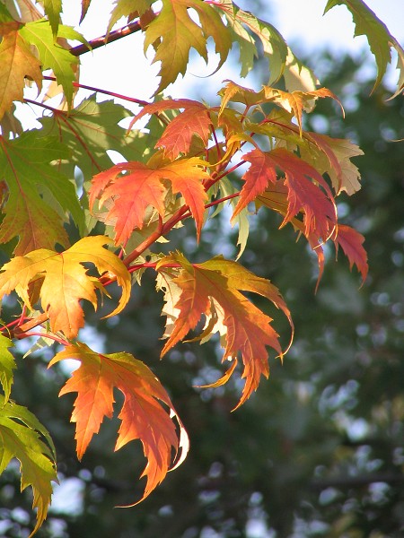 07  Barvy podzimu   