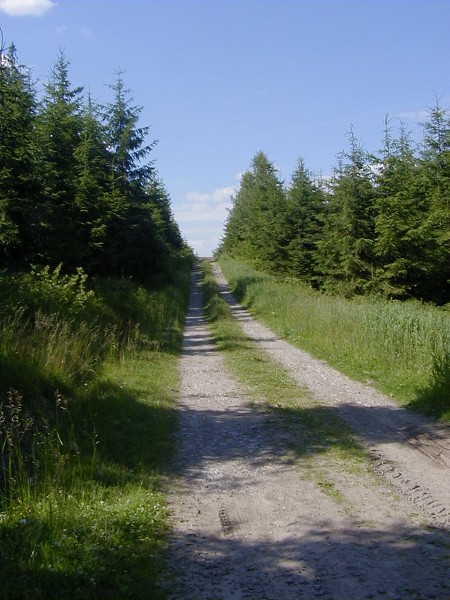 26  Cesta