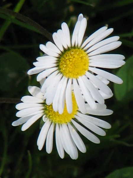 28  Květy  