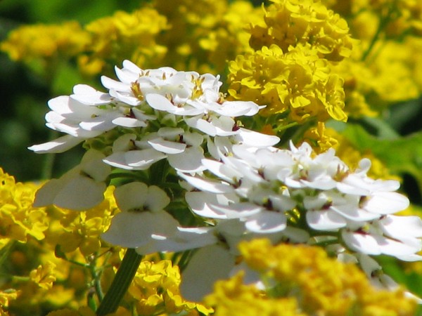 30  Květy  