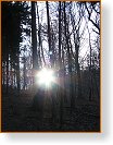 15  Slunce v lese  