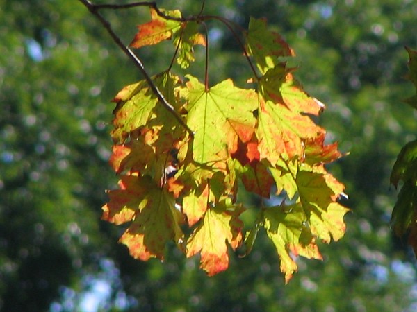 110  Barvy podzimu