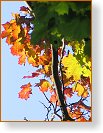 099  Barvy podzimu