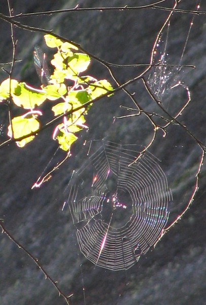 21  Pavuina CD