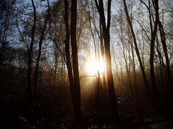 03  Slunce v lese